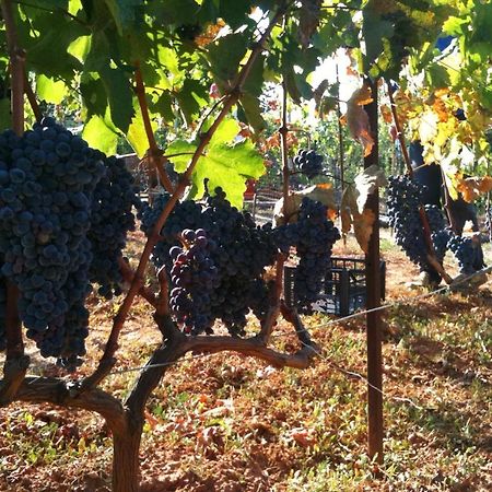 Vineyard Country House With Panoramic Seaview Alexandroupoli Exterior foto