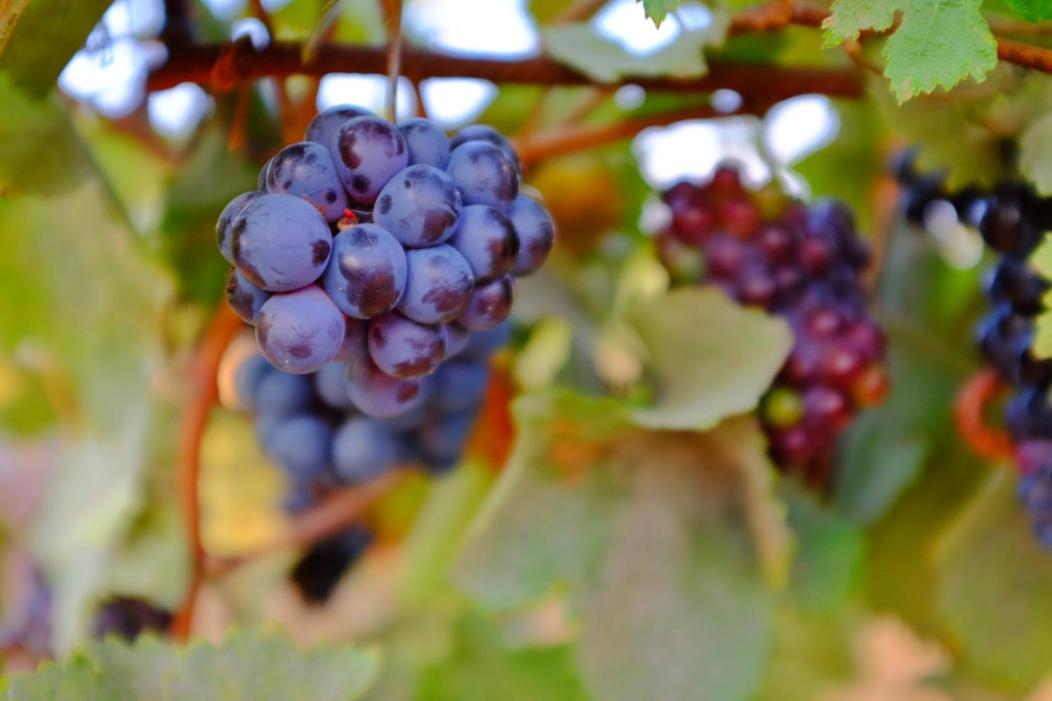 Vineyard Country House With Panoramic Seaview Alexandroupoli Exterior foto
