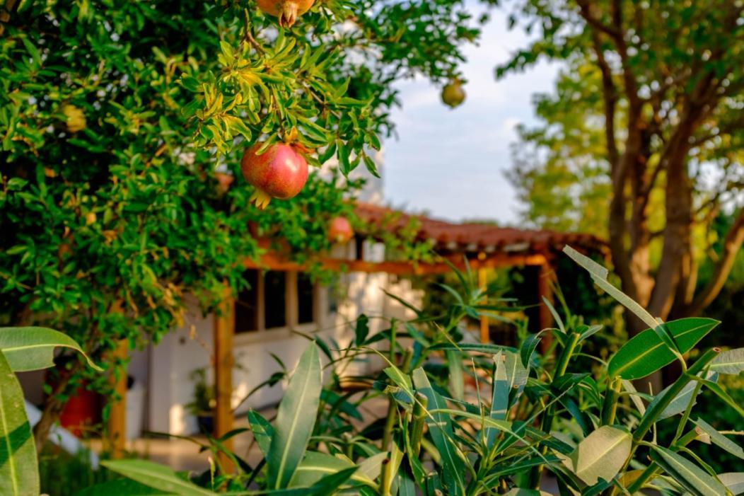 Vineyard Country House With Panoramic Seaview Alexandroupoli Exterior foto